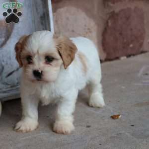 Tiffany, Cava-Tzu Puppy